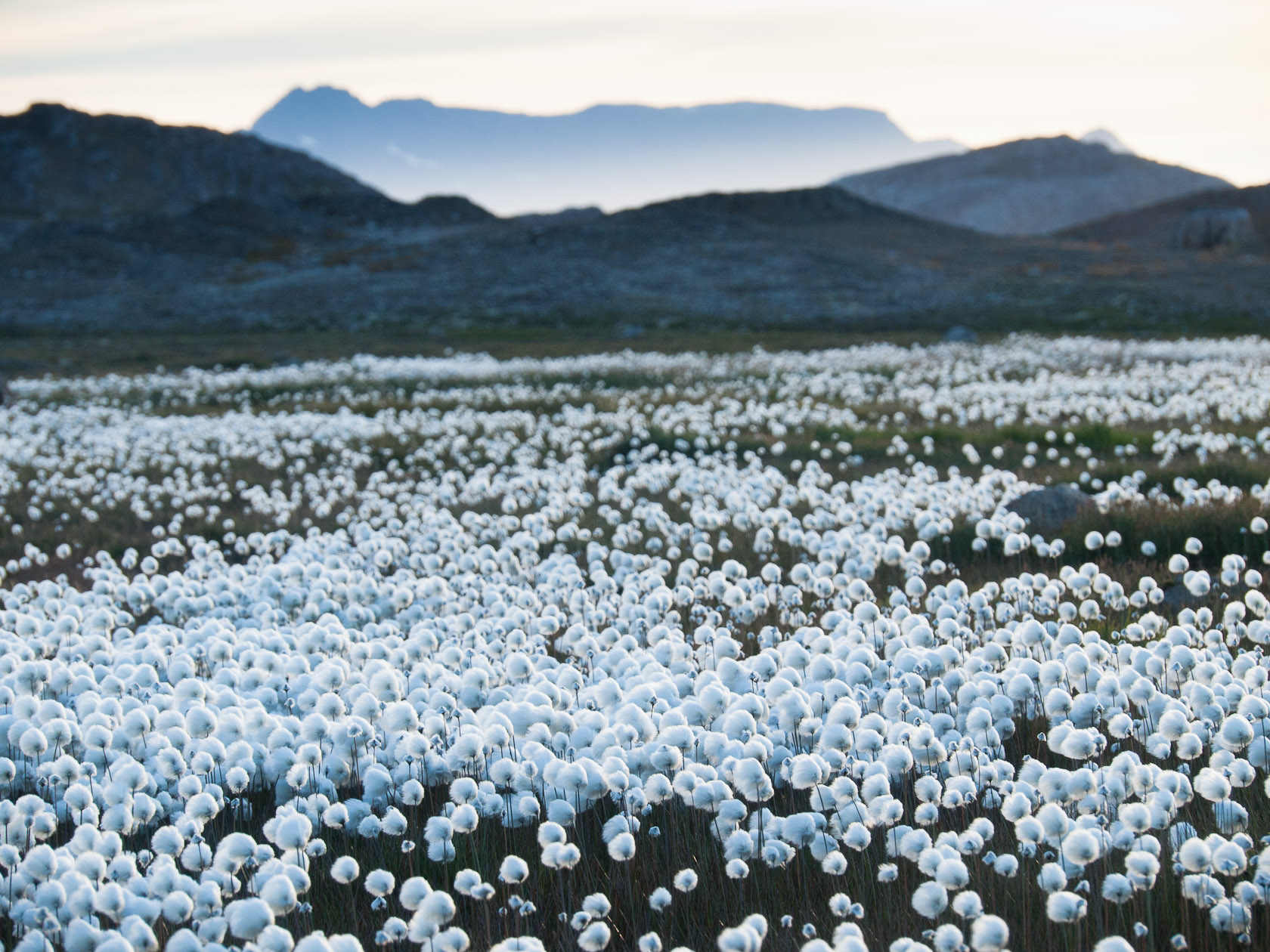 Groenland - Des fleurs comme de la neige